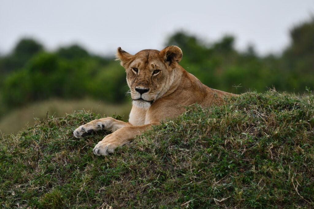 Lion sitting on grass staring at camera