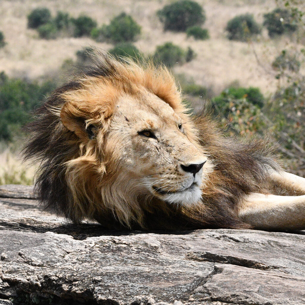 Lion close up of face