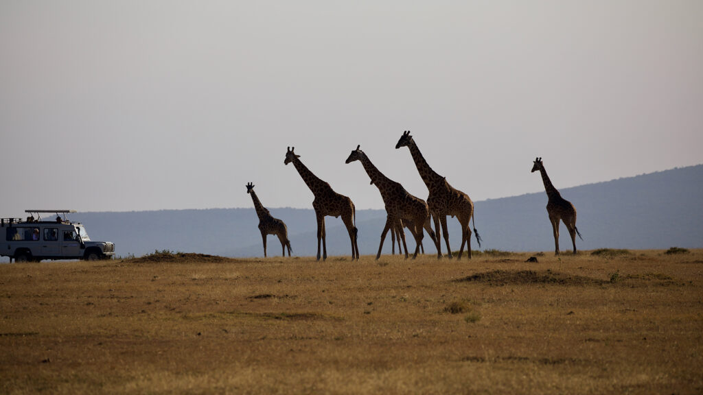 Giraffes approaching Safari truck