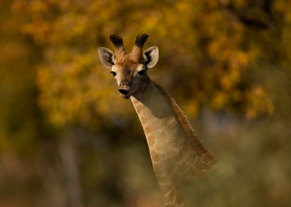 Close up of Giraffe face