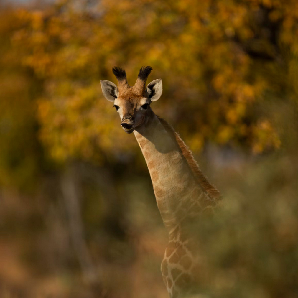 Close up of a baby Giraffes face
