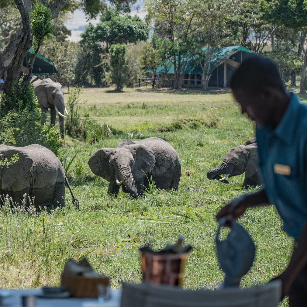 Safari camp