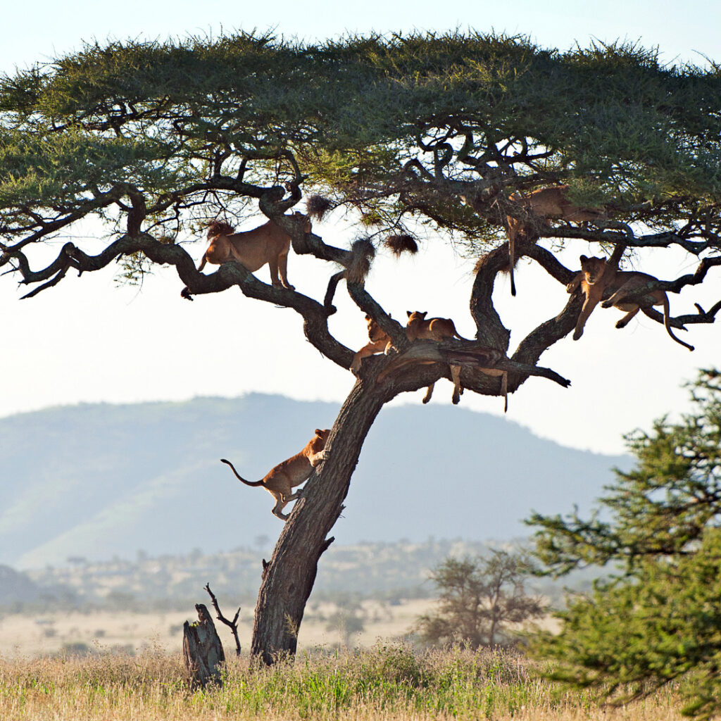 Safari Tigers up tree