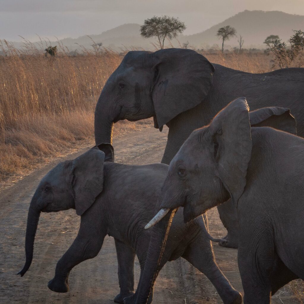 Elephants with baby