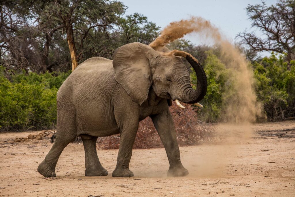 Big elephants throwing sand on themself