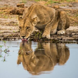 Tiger drinking water