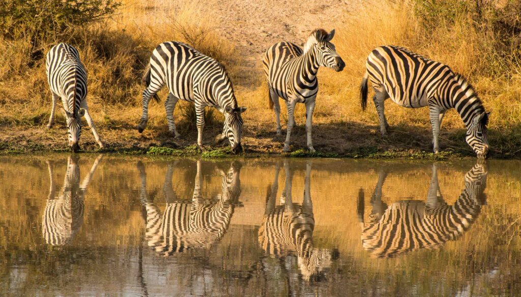 Zebras by water hole with reflections