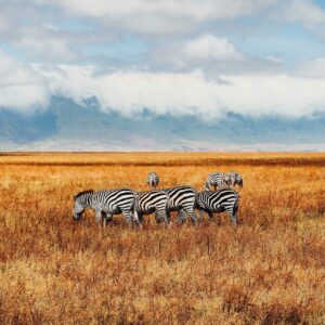 Zebras in a dry field