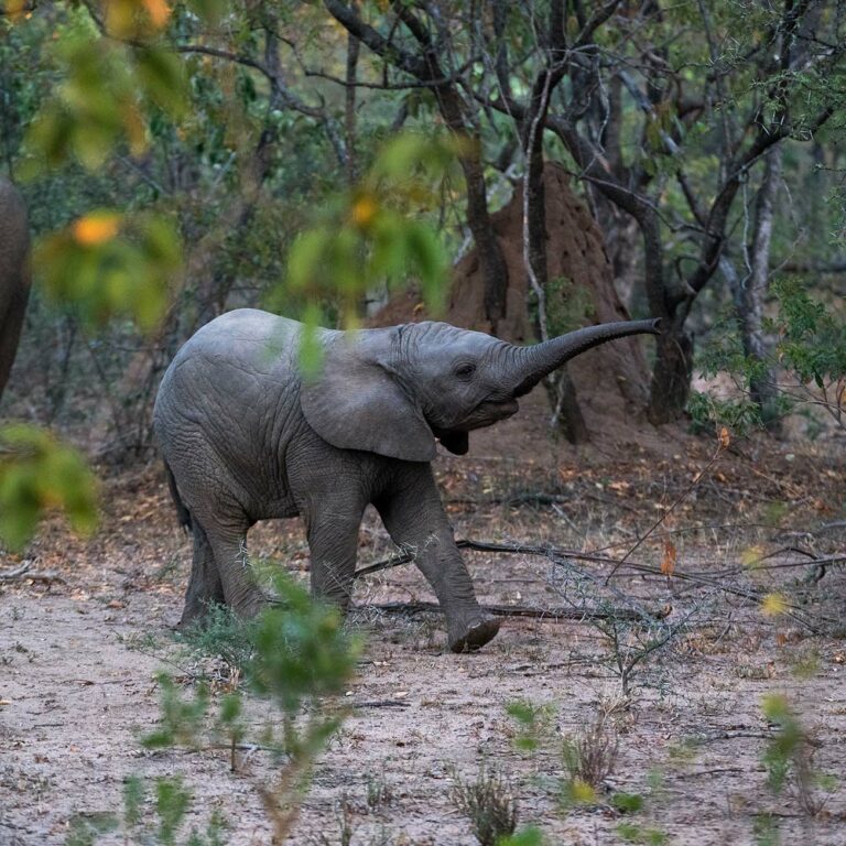 Baby elephant lifting trunk