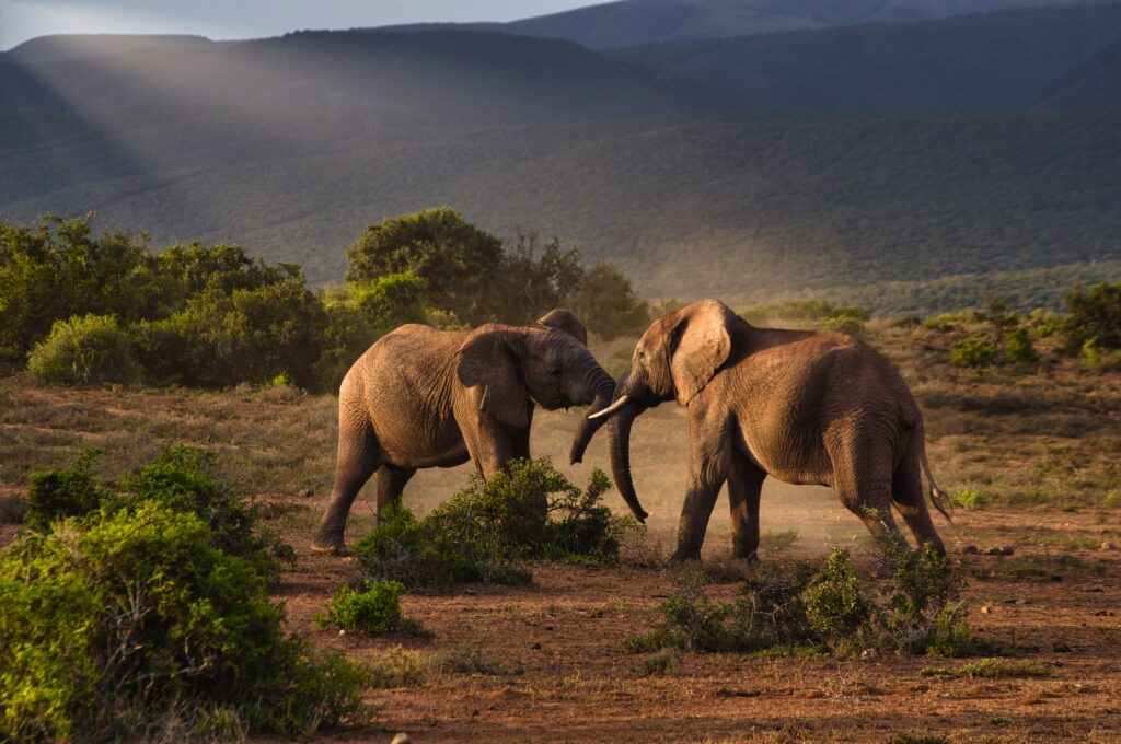 Two Elephants with touching trunks