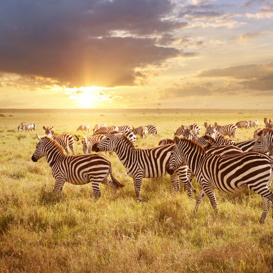 a group of zebras walking through the vast mara with the sun setting or rising.