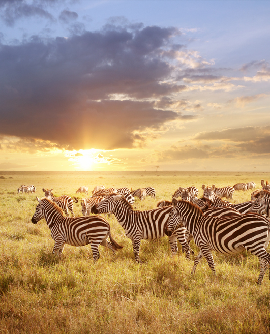 a group of zebras walking through the vast mara with the sun setting or rising.