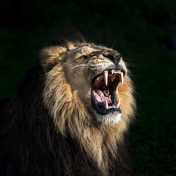 BLACK BACKGROUND WITH JUST A LIONS HEAD ROARING.