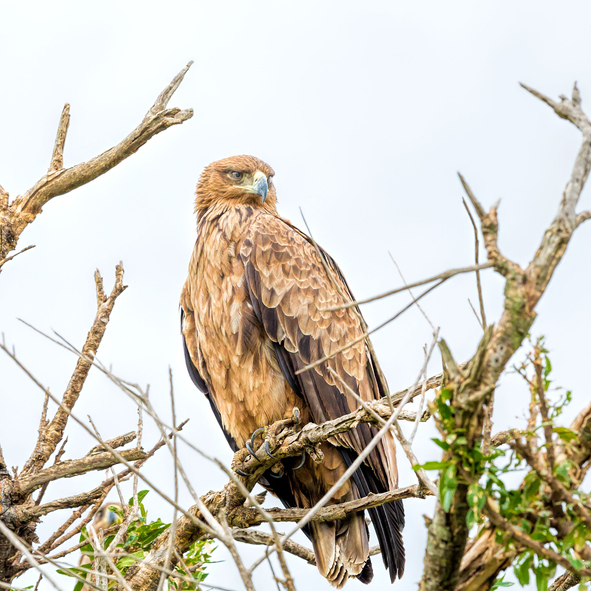 AFRICAN HAWK PERCHED IN A TREE LOOKING INTO THE DISTANCE
