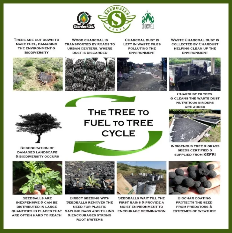 a diagram of the trees fuel to tree cycle for the seed balls