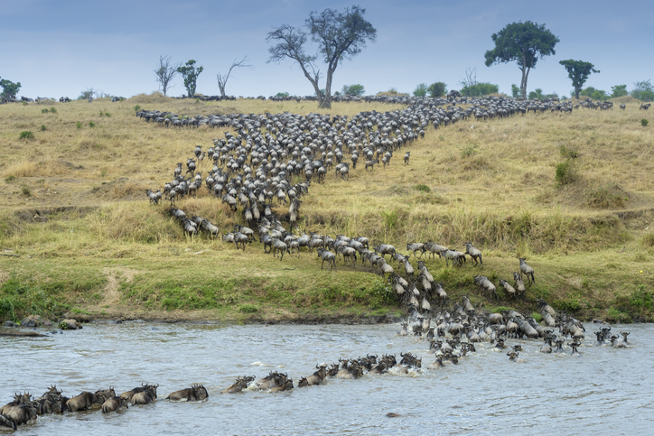the mara crossing of the wilderbeast and the zebras from Kenya to Tanzania