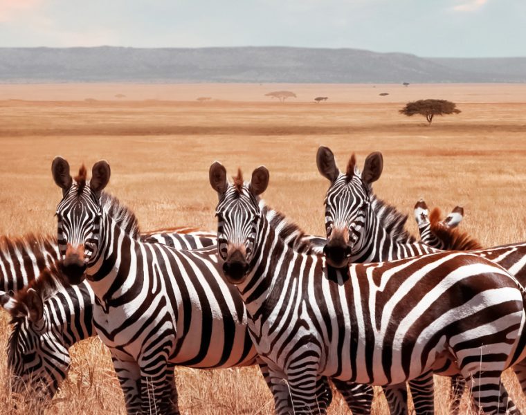 a group of Zebras looking at the camera